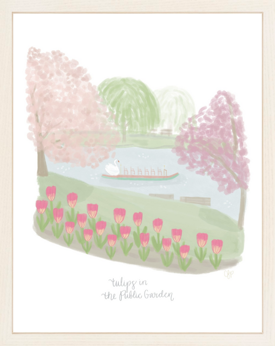 Tulips in the Public Garden Print