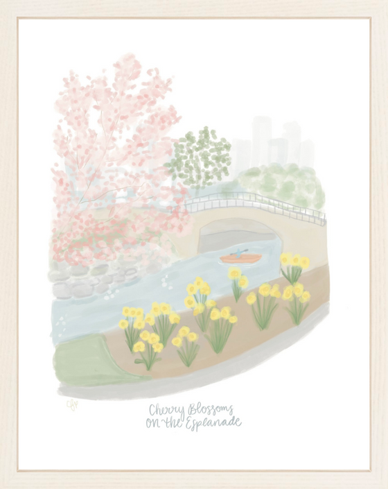 Cherry Blossoms on the Esplanade Print